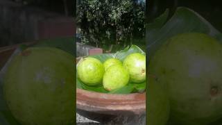 Perakka recipe youtubeshorts tasty viralvideo viarlshorts trendingshorts guava simplerecipe [upl. by Adebayo463]