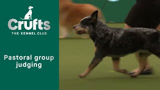 Group Judging Pastoral and Presentation  Crufts 2023 [upl. by Coulombe]