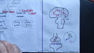 Neurophysiology guyton 47 last part Stability of neuronal circuitsmechanismneurosciencesmbbs [upl. by Donnell]