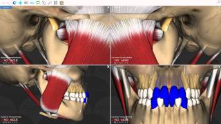 Mandibular Movements [upl. by Enelram568]