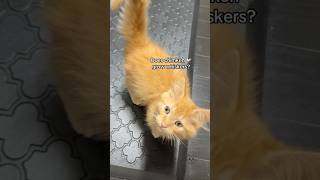 Tato 🦁 is looking for whiskergrowing advice 💭👇 orangecat fluffycat meowmeow fosterkittens [upl. by Eidoj]