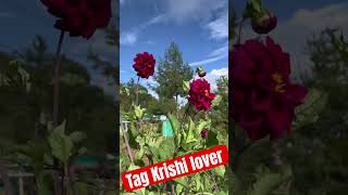 Agricultural Vlog Nepal  Tag Krishi Lover  nepal travel shorts viralvideo [upl. by Kahcztiy]