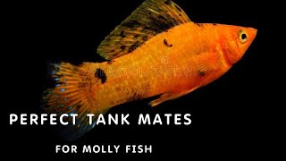 15 MOLLY FISH TANK MATES  EASY TANK MATES FOR MOLLIES  MOLLY FISH PART 3 [upl. by Gladdie]