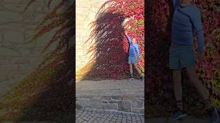 Virginia Creeper parthenocissus invasivespecies climbingplants gardening explore adventure [upl. by Anialahs]