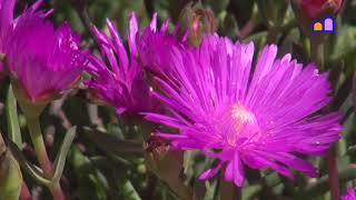 South Africa  Cederberg Wilderness Area [upl. by Francie122]