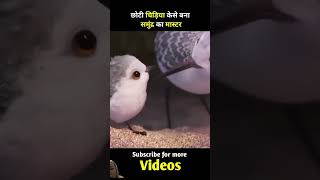 amazingfacts seabirds motivation birds factsinhindi story 1lakhsubscribers facts animated [upl. by Carlson]