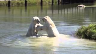 Isbjørneleg  Skandinavisk Dyrepark [upl. by Zeuqram]