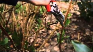 How to prune for beginners  Grow at Home  Royal Horticultural Society [upl. by Salman]