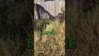 Before And After Video Lawn Mowing Back Yard OverGrown molawncareservices grassmowing lawngoals [upl. by Akcirret]