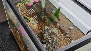 Safely Use Tap Water In Fish Tank How to remove the Chloramine [upl. by Bidle]