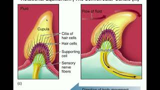 Anatomy  Physiology of the Semicircular Canals [upl. by Llertnac]