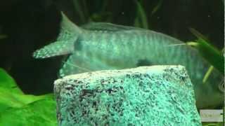 Fadenfische im Aquarium Video in Full HD [upl. by Eeresid]