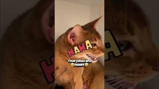 Hope you have a good day 😻🫶abyssinian cat funnycats shots kittten capcut cute [upl. by Notyard]