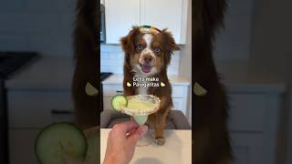 Dog friendly pawgarita recipe for Cinco De Mayo does not contain onion garlic or xylitol [upl. by Ynafit]