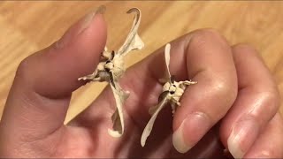 Silk moths are cute [upl. by Yaya]