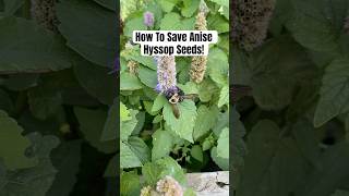 How To Save Anise Hyssop Seeds shortsvideo [upl. by Sonahpets]