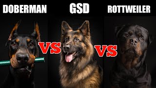 Doberman vs German shepherd vs Rottweiler in hindi dog vs dog [upl. by Nolaf]