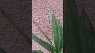 Phaius tankervilleae and seed pod [upl. by Holt]