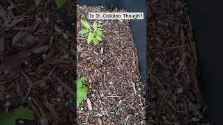 IS THIS REALLY CALLALOO gardening labeling plants mysterygrow callaloo [upl. by Nallak]