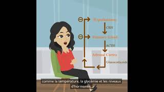 Psychologie de base  la fonction du système endocrinien [upl. by Ozkum487]