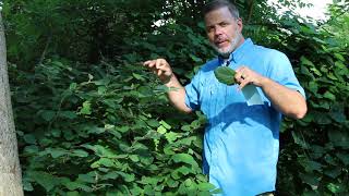 Dwarf fothergilla Fothergilla gardenii  Plant Identification [upl. by Jones]