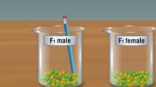 MENDELS LAW OF SEGREGATION [upl. by Chan]