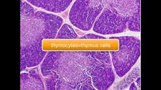 Immunology  Tcell Thymus part 25 [upl. by Vanna]