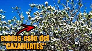 quotCAZAHUATESquot O CACAHUATES campo jardin [upl. by Maples]