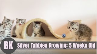 Cute Silver Tabby British Shorthair Kittens 5 Weeks Old [upl. by Handbook]