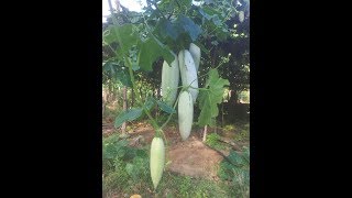 pathola wagawa පතෝල වගාව sank groud cultivation srilanka Home gardening ගෙවතු වගාව gewathu wagawa [upl. by Ahsekal810]