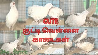 குட்டி குட்டி வெள்ளை காடைகள் Cute little White Pet Quails quail SheFarms [upl. by Russell655]