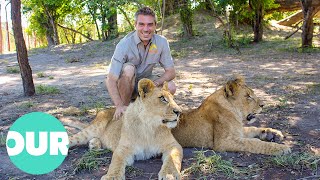 Lion Country Lions Trained to Rule African Plains  Our World [upl. by Wright]