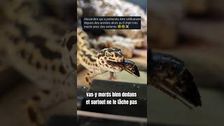 Part 1Je donne le prénom de vos exs à mes blattes pour une vidéo nourrissage  blattes exs gecko [upl. by Klos]