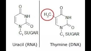 Why thymine is present in DNA instead of Uracil [upl. by Bhayani441]