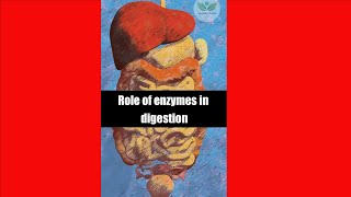 What is the Role of Enzymes in Digestion shorts guthealth liverdisease [upl. by Luapnoj]