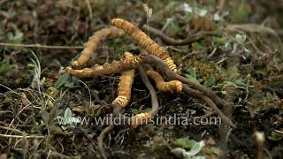 Magical caterpillar fungus from the Himalaya  Cordyceps sinensis [upl. by Kantor192]