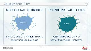 introduction to Antibodies [upl. by Nosnej]