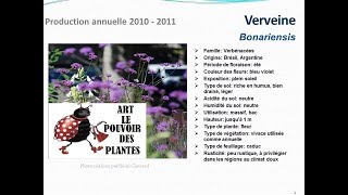 Verveine Bonariensis plante vivace [upl. by Pepper]