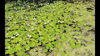 Hydrocharis morsusranae  common frogbit  voďanka žabí  240807 [upl. by Lura]