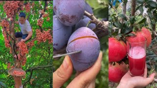 beautiful nature with rural life  sweet fruits [upl. by Valonia377]