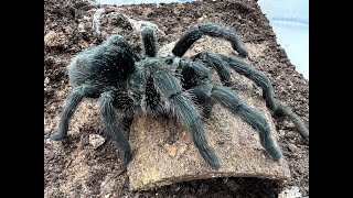 Grammostola pulchra Brazilian Black a new breeding project [upl. by Vesta798]