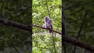 Surprise Owl Encounter at Beacon Rock State Park [upl. by Rolyab]