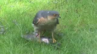 sparrowhawk amp starling 4 [upl. by Saleme]