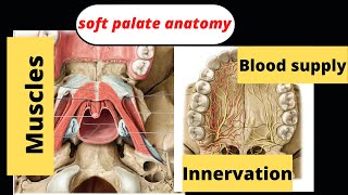 14 Muscles of the palate blood supply and innervation [upl. by Reisch]