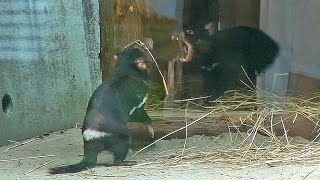 寝床を取り合うタスマニアデビル（多摩動物公園）Tasmanian devil scramble for bed [upl. by Balbinder279]