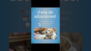 ¡Feria de adopciones 📍 CC Sankris Mall Mixco 🗓️ 03 Noviembre 2024 🕜 1100 a 1700 hrs quehacem [upl. by Einahpets]