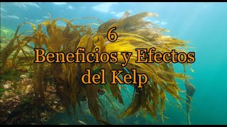 6 Beneficios y Efectos del Kelp [upl. by Philps]