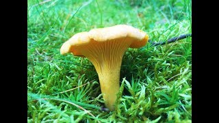 Identifying the Chanterelle Cantharellus cibarius Golden Chanterelle Girolle [upl. by Edmead226]