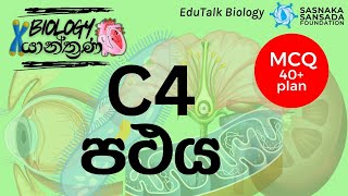 C4 පථය  C4 Pathway  EduTalk Biology [upl. by Yremogtnom]