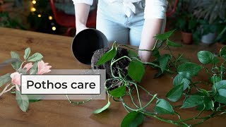 Pothos care guide  Devil’s ivy plant care [upl. by Duyne726]